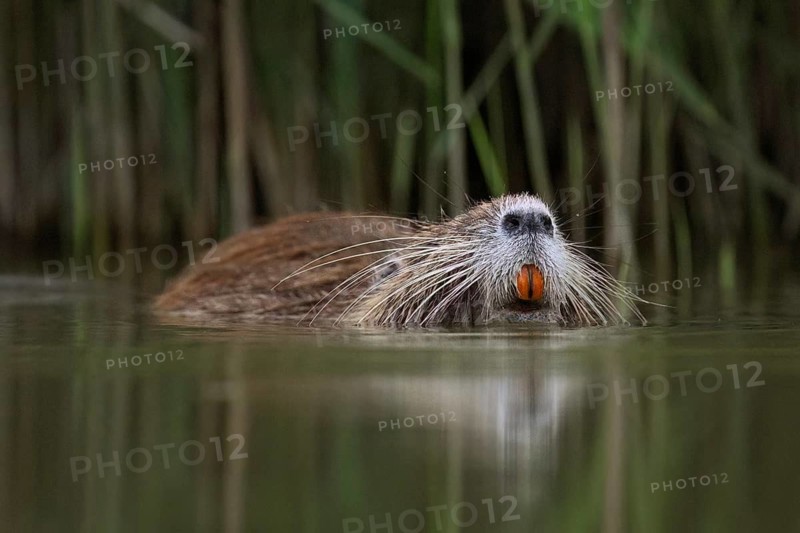 Nutria (Myocastor coypus), swimming in the water, Camargue, southern France, France