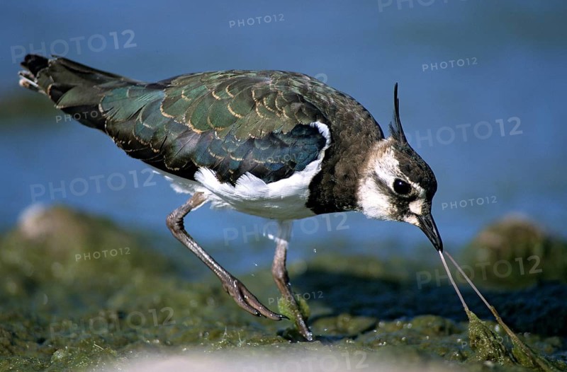 Lapwing, vanellus vanellus, birds, charadriiformes, limikolen, plovers, birds, waders, waders