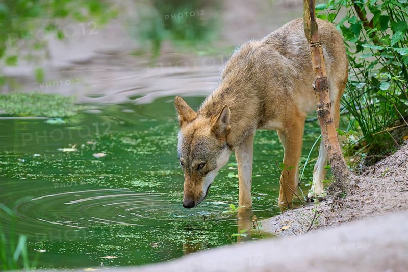 A wolf tilts its head to drink water from a pond in the forest, summer, wolf (Canis lupus), Germany