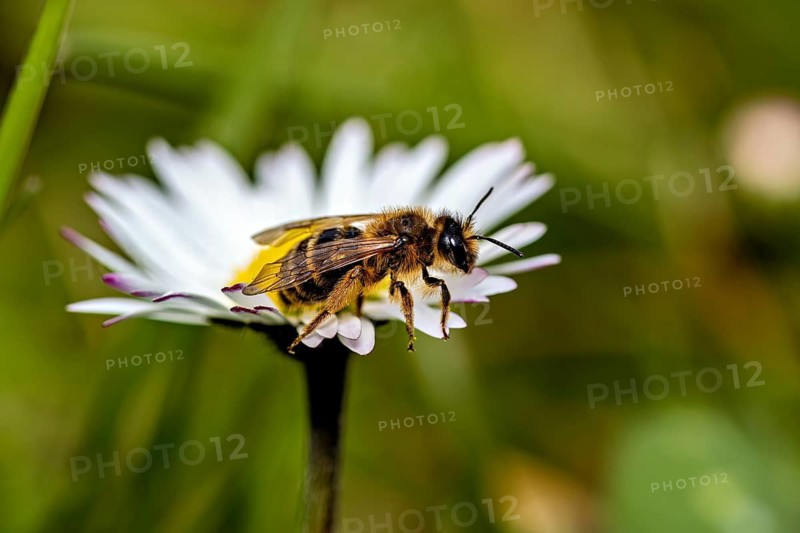 Close-up of a bee on a white daisy, a garden leaf-cutter bee near Herleshausen in Germany (Megachile willughbiella)