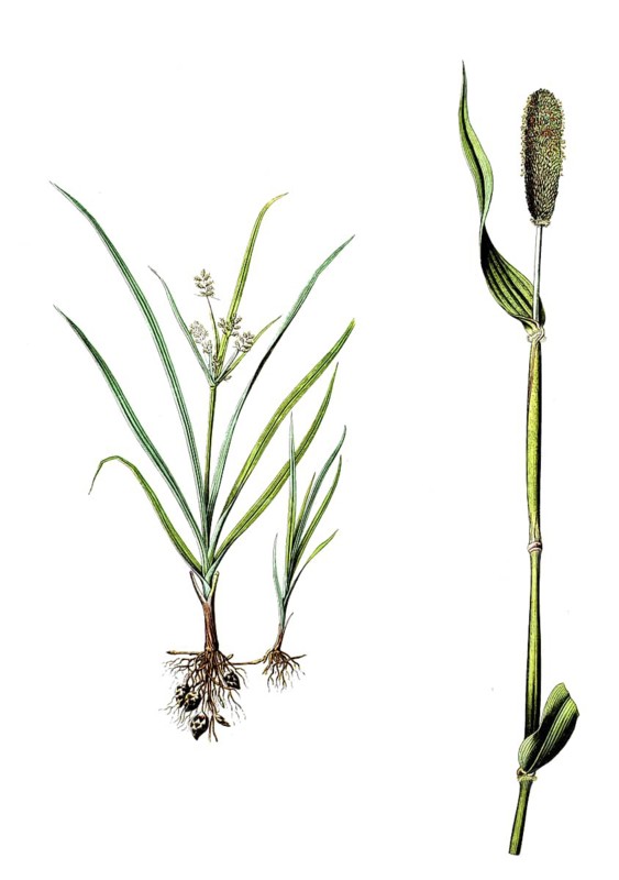 Earth almond, tiger nut, Cyperus esculentus and negro grain, pearl millet, Penicillaria spicata, Cenchrus americanus, school picture, illustration, reproduction from a 19th century model. School picture, mural, authentic, file restored for optimal use, exact date of original unknown, historical