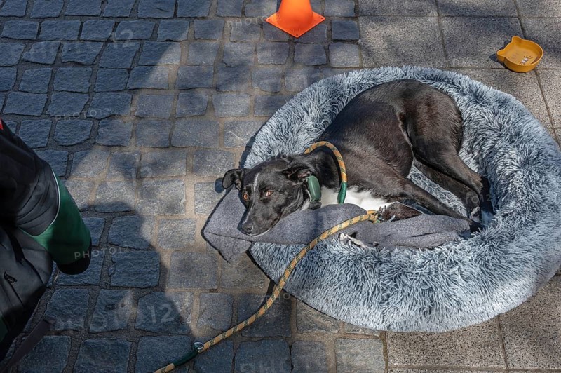 Dog lying in a pillow in the pedestrian zone, Erlangen, Middle Franconia, Bavaria, Germany