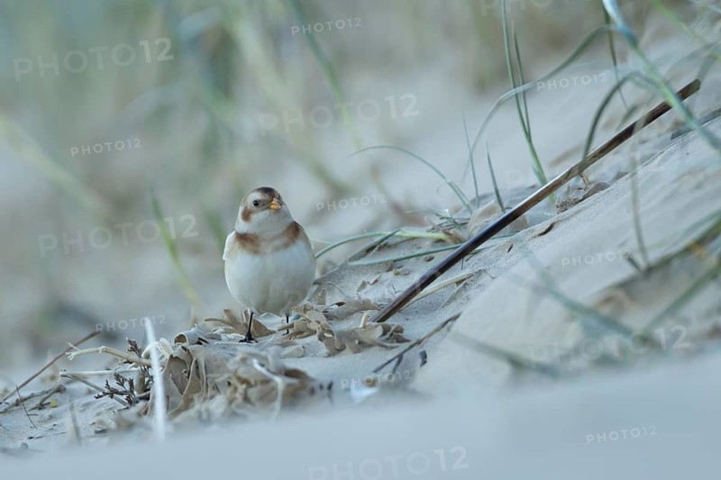 Snow bunting (Plectrophenax nivalis) adult bird searching for food on the edge of a sand dune on a beach, Norfolk, England, United Kingdom