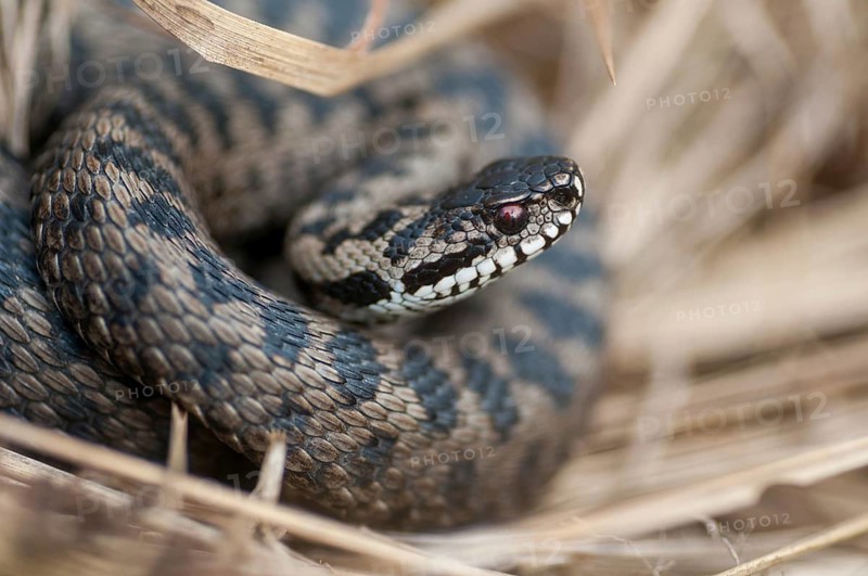 European adder, European viper, venomous snake, vipera berus, critters, poisonous reptilia, reptilia, snakes, snakes