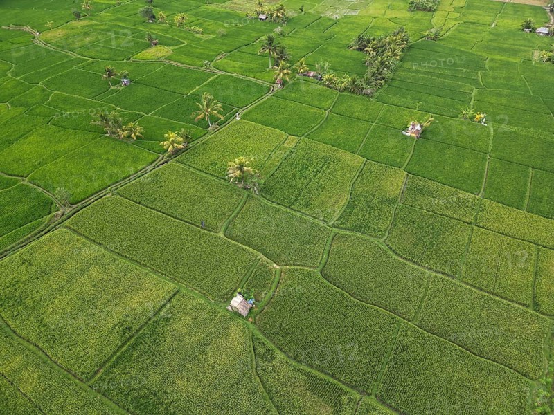 Default, aerial view of green rice paddies with small farmhouses and palm trees in between, aerial view of rice terraces near Ubud, Bali, Indonesia, Southeast Asia