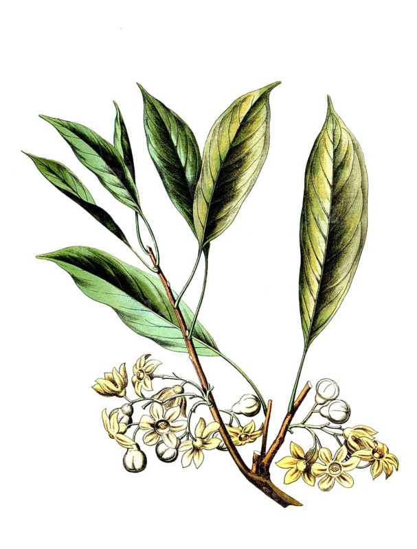Sterculia acuminata, cola acuminata, kola nut, kola tree, school picture, illustration, reproduction from a model from the 19th century. School picture, mural, authentic, file restored for optimal use, exact date of original unknown, historical