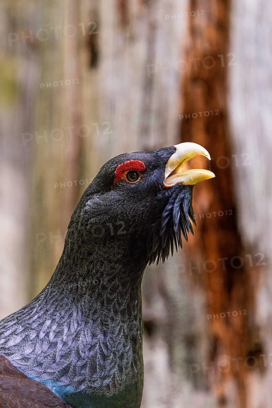 A dark-feathered bird in the forest stands on green grass and raises its beak: a displaying capercaillie (Tetrao urogallus), Black Forest, Baden-Württemberg, Germany