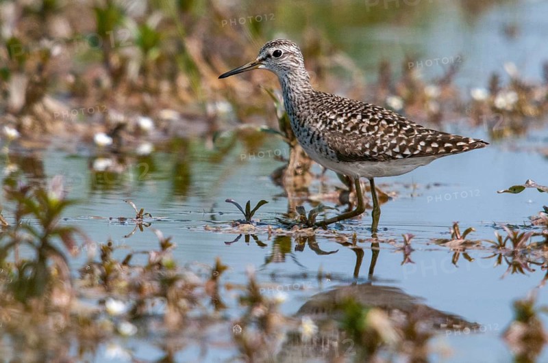 Bruchwasserlaeufer, tringa glareola, wood sandpiper, birds, charadriiformes, limikolen, snipe birds, scolopacidae, birds, waders, waders