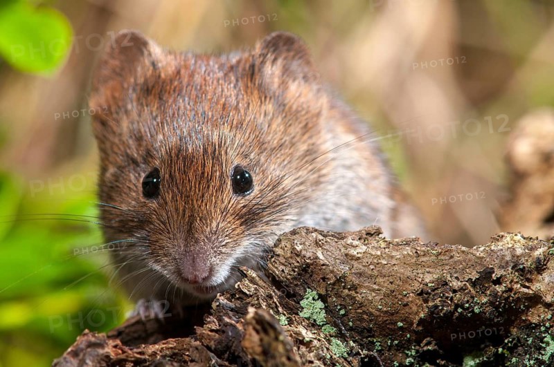 Bank vole, Clethrionomys glareolus, myodes glareolus, rodents, rodentia, rubella, forest vole, mammals, mouse, muroids, rodents, mammals, vole