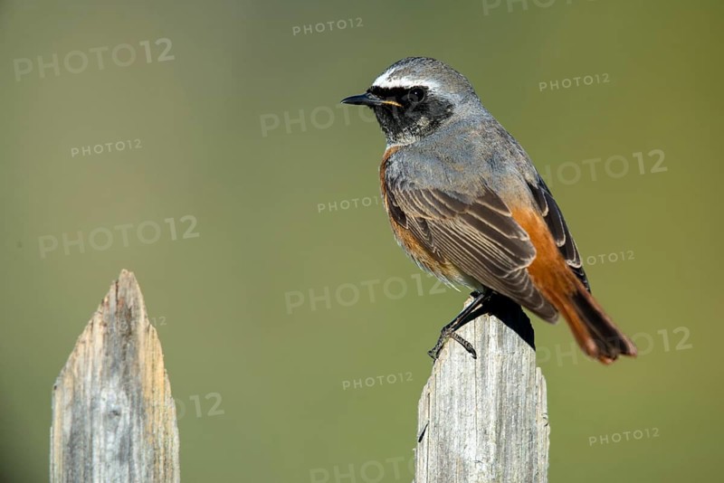 Garden redtail, Phoenicurus phoenicurus, redstart, birds, garden fence, garden birds, garden fence, passeri, songbirds, birds