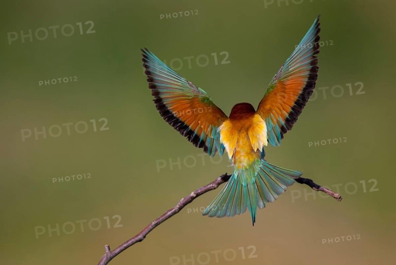 Bee-eaters, bee-eaters, coraciiformes, merops apiasters, birds, Bulgaria, leo, meropidae, spider, birds