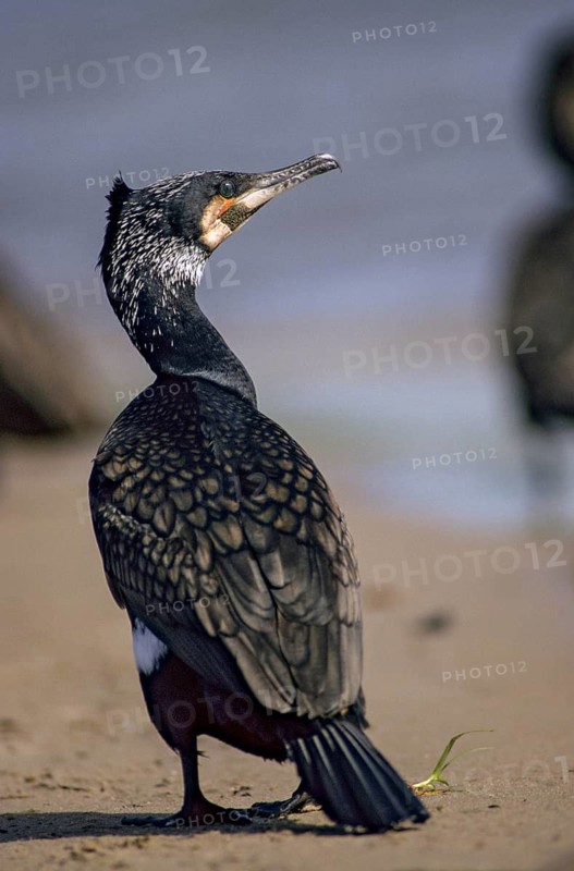 Black shag, cormorant, phalacrocorax carbo, birds, breeding plumage, brood dress, high size, portrait format, leo, pelecaniforms, magnificent dress, ropedes, birds, waterbirds, waterbirds, waterbirds