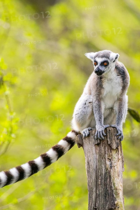 Ring-tailed lemur (Lemur catta) sitting on an old tree trunk, captive, Germany