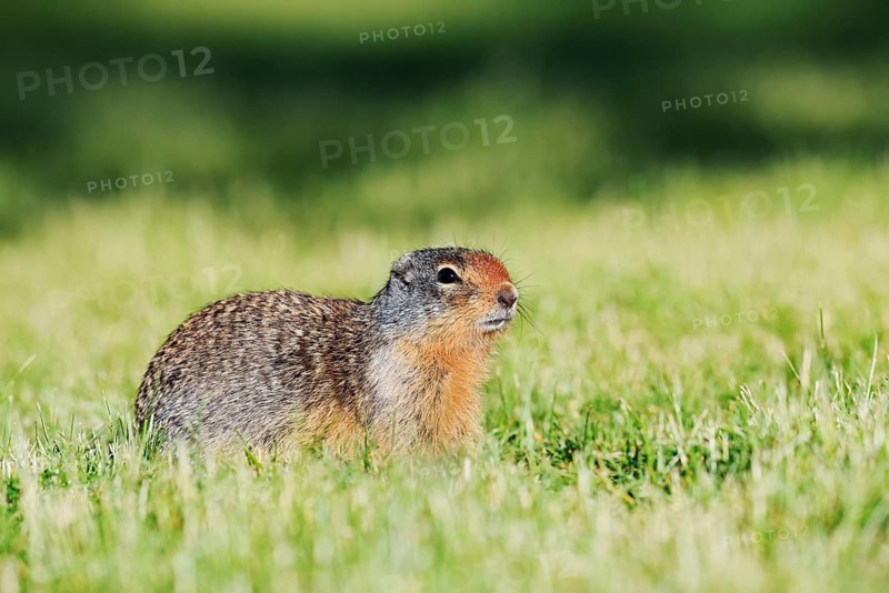 A Columbia ground squirrel (Urocitellus columbianus, Spermophilus columbianus) sitting in a meadow, Waterton Lakes National Park, Alberta, Canada