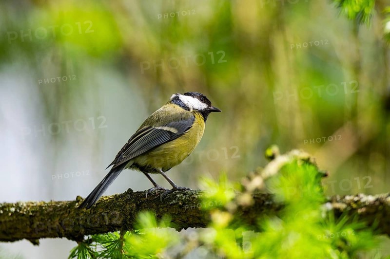 Great tit (Parus major) sitting on an old mossy branch, Bavaria, Germany
