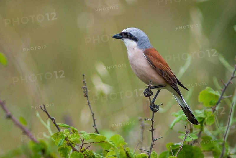 Lanius Collurio, red-backed shrike, redback shrike, birds, Bulgaria, male, passeri, songbirds, songbirds, birds, shrikes