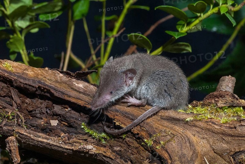 Crocidura Russula, Greater White-Toothed Shrew, House Shrew, Insectivora, Insectivora, Adolescent, Juvenile, Mammals, Shrew, Mammals