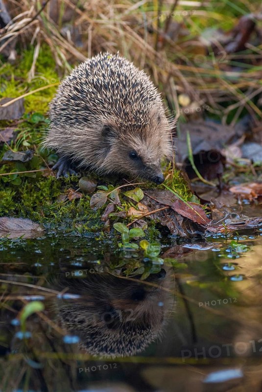 Erinaceus europaeus, hedgehog, insectivora, insectivora, insectivora, high size, portrait, mammals, prickly, mammals