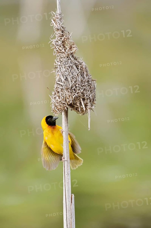 Black-headed weaver (Ploceus melanocephalus, Loxia melanocephala), mating male at the nest, Algarve, Portugal