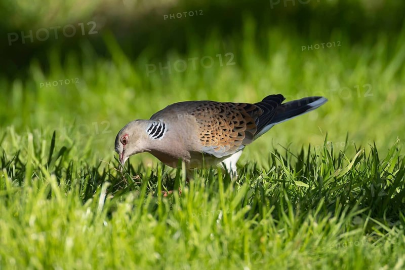 European turtle dove (Streptopelia turtur) adult bird in grassland, England, United Kingdom