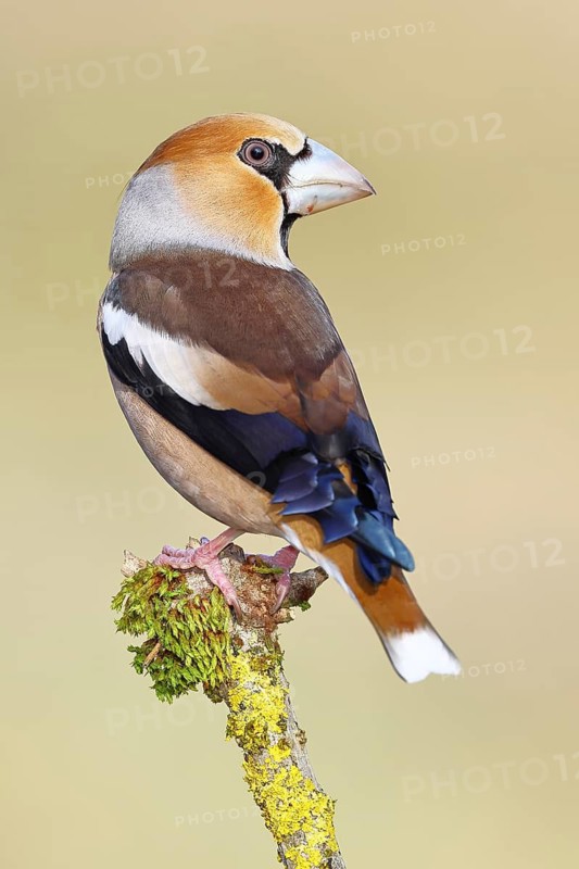 Hawfinch (Coccothraustes coccothraustes), male, perched on a moss-covered branch, North Rhine-Westphalia, Germany
