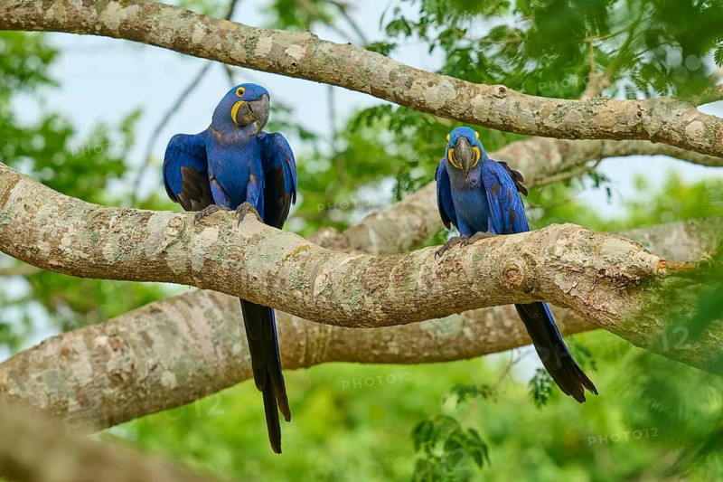 Two hyacinth macaws perched on a tree amongst green leaves against a tropical backdrop, hyacinth macaw (Anodorhynchus hyacinthinus), Bonito, Pantanal, Brazil