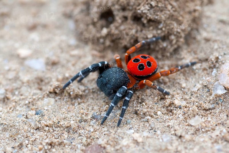 Eresus cinnaberinus, ladybird spider, arachnids, Bulgaria, male, spiders, spiders, spiders