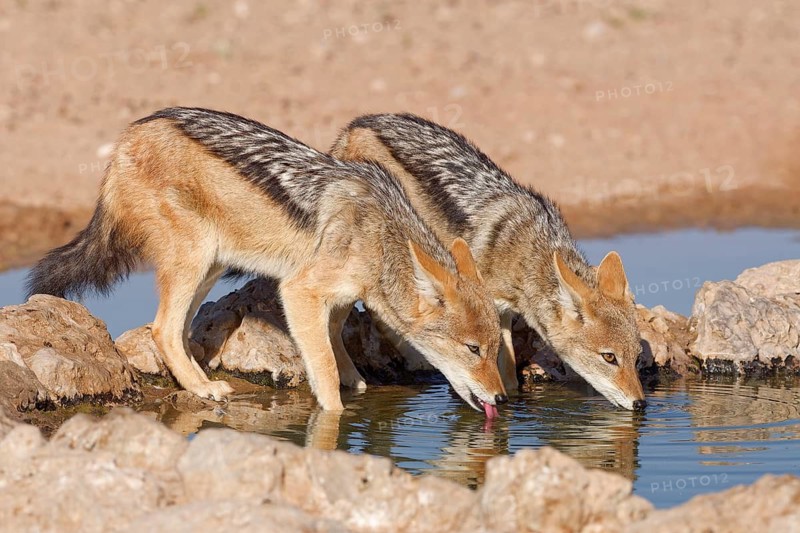 Black-backed jackals (Lupulella mesomelas), two adult animals, reflected in the water, drinking at a waterhole, golden morning light, Kgalagadi Transfrontier Park, Northern Cape, South Africa