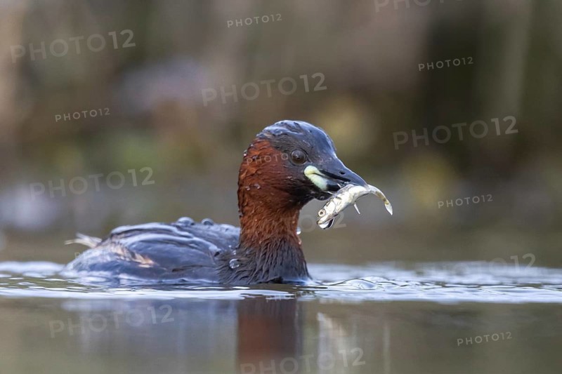 Little Grebe (Tachybaptus ruficollis) with fish prey in its beak, North Rhine-Westphalia, Germany