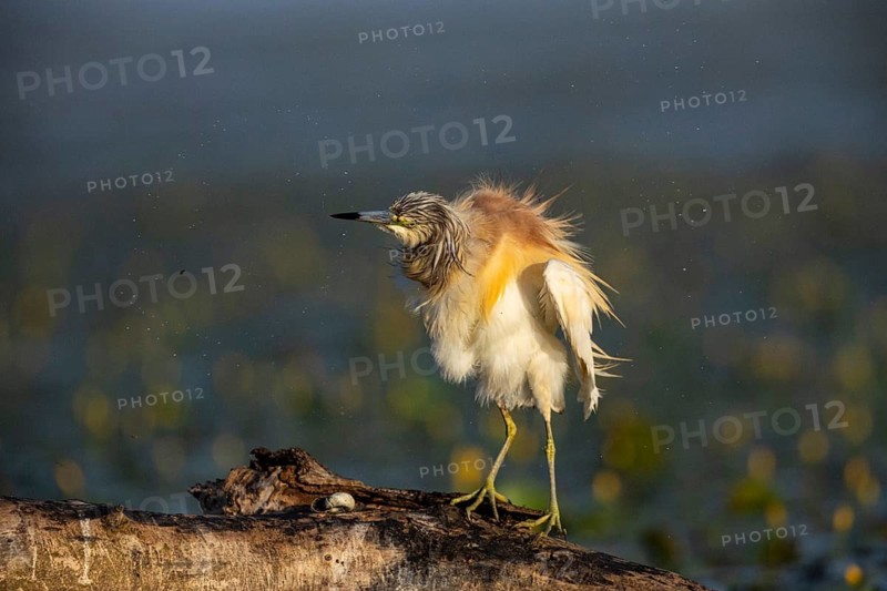 Squacco Heron (Ardeola ralloides) in the fog Hungary