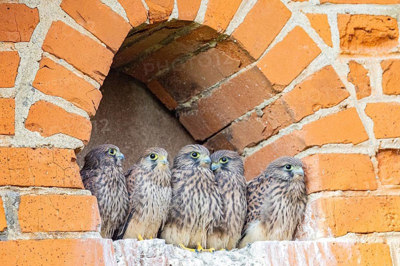 Kestrel (Falco tinnunculus) – Young kestrels in the nest – German