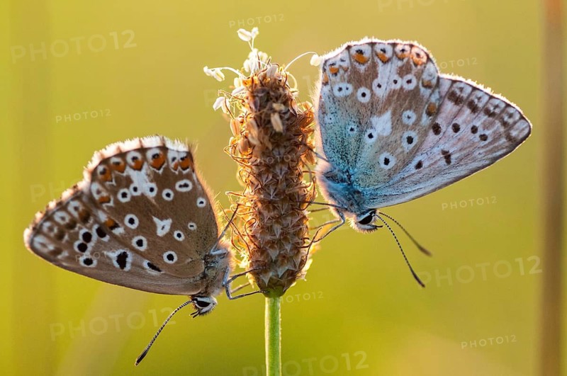 Lysandra coridon, polyommatus coridon, silverblue, silvergreen blue, butterfly, chalkhill blue, insects, butterfly, butterflies