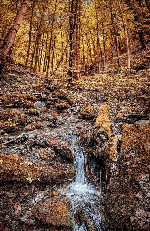Autumn forest with a flowing stream, surrounded by warm colors and moss, atmospheric, hiking in the Schwarza Valley nature park Reserve, Thuringian Slate Mountains, Thuringian Forest Nature Park