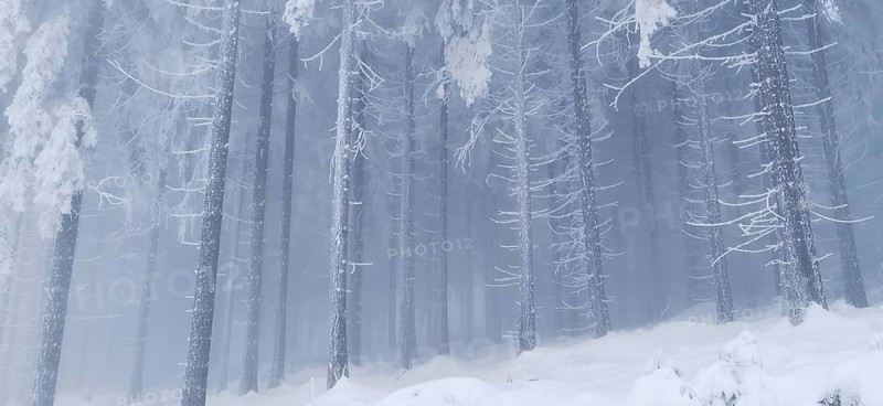 Frozen trees in a snowy winter landscape with a frosty feeling, hiking in winter, Rennsteig, Thuringian Forest nature park Park