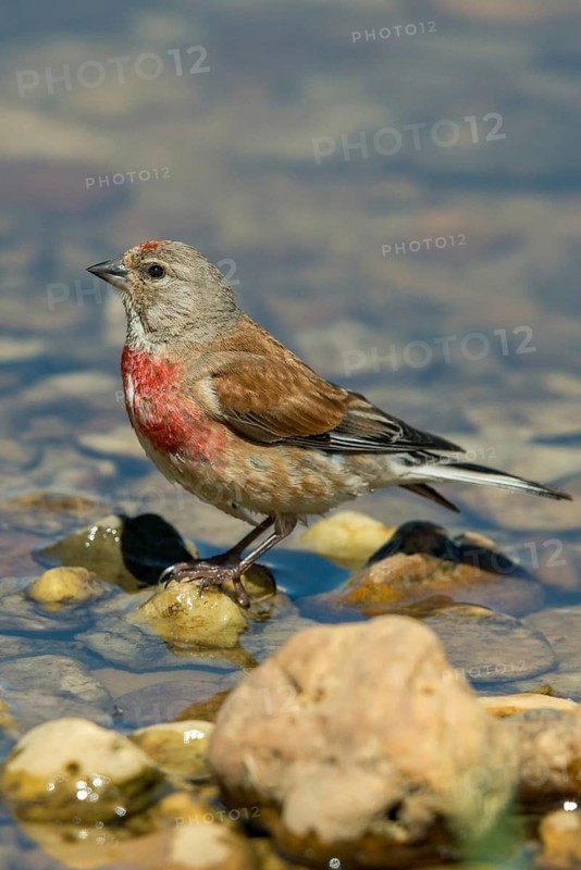 Acanthis cannabina, bloodtail, linaria cannabina, linnet, bath, bird bath, birds, high size, portrait, hanfling, male, passeri, songbirds, potion, birdbath, birds, watering place