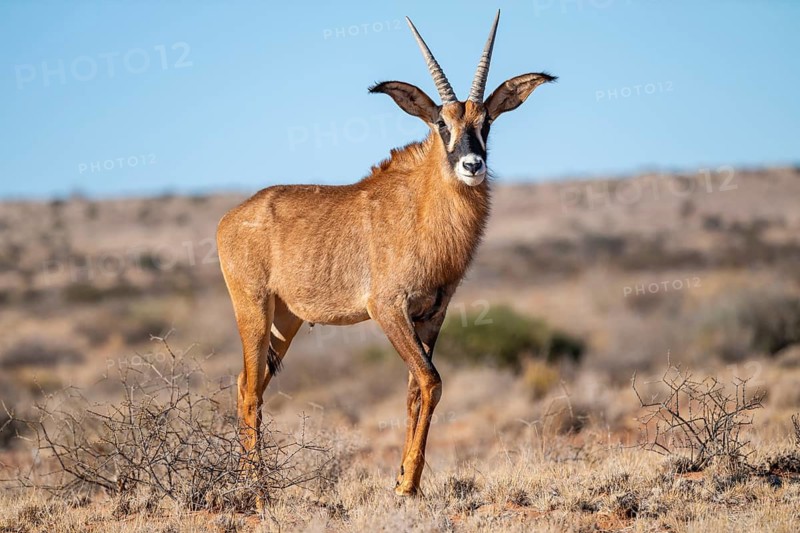 Juvenile roan antelope (Hippotragus equinus) standing in the grasslands, South Africa