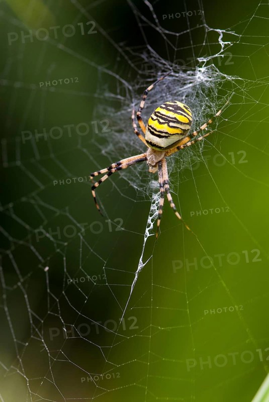 Argiope brünnichi, arachnids, tiger spider, wasp spider, arthropod, high size, portrait format, leo, spiders, wasp spider, zebra spider