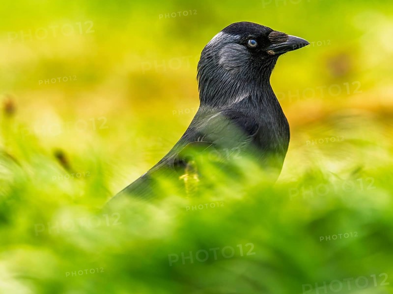 Western Jackdaw, Corvus monedula, Bempton Cliffs, Yorkshire, England, United Kingdom
