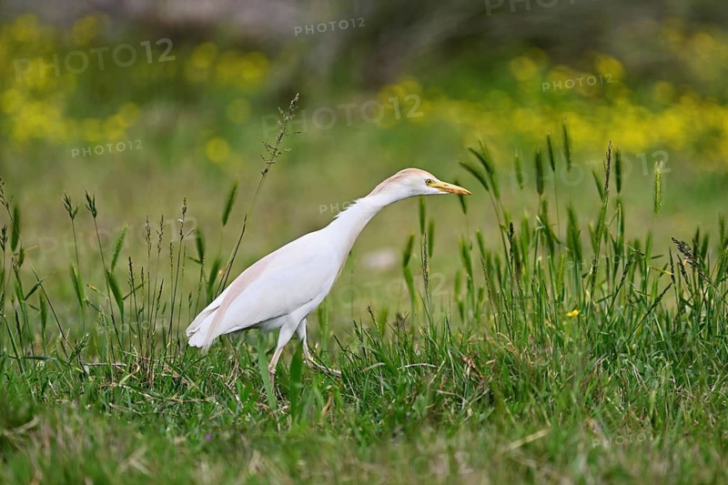 Cattle egret (Bubulcus ibis), foraging in a meadow, Camargue, southern France, France