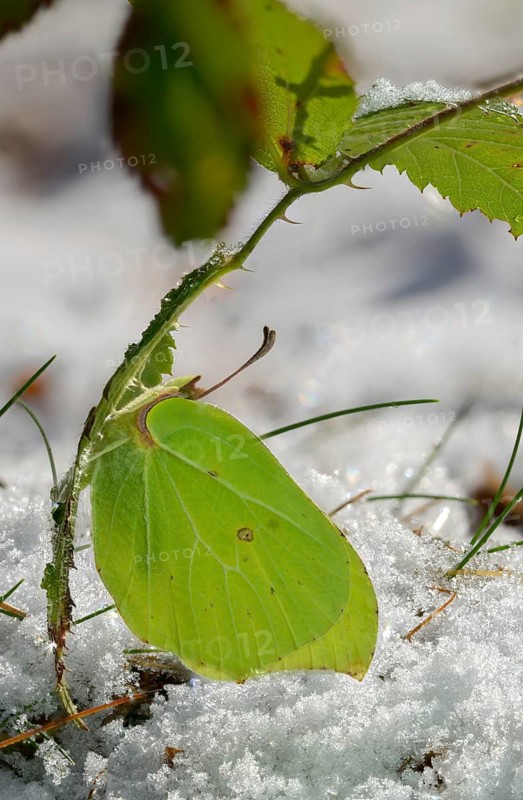 Brimestone, Gonepteryx Rhamni, butterfly, ice, frost, high size, portrait, insects, butterfly, snow, butterflies, snow, butterflies, winter