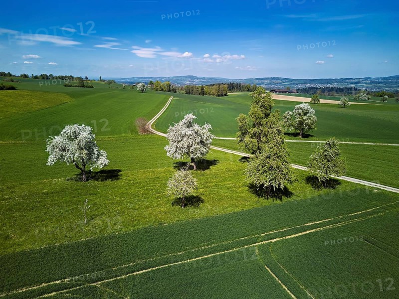 Blooming fruit trees, Geltwil, Freiamt, Canton of Aargau Switzerland