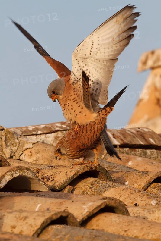 Lesser Kestrel (Falco naumanni), pair mating, Castile-La Mancha