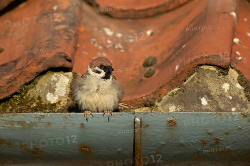 Tree sparrow (Passer montanus) adult bird on a building roof, England, United Kingdom