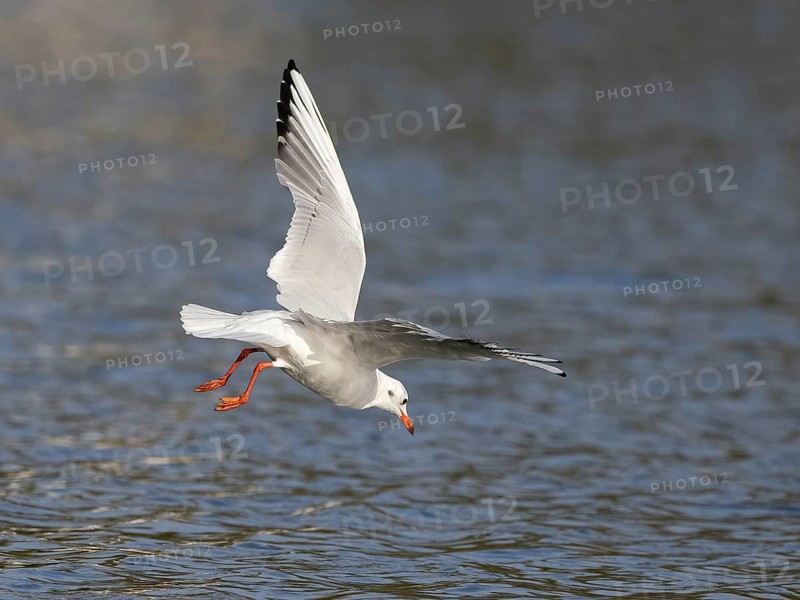 A black-headed gull swooping, Ümminger See, Bochum, Ruhrpott, North Rhine-Westphalia, Germany