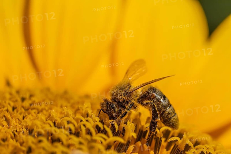 Daytime horizontal macro side-view of a single honey bee (Apis mellifera) covered in golden pollen while foraging on the central disc of a yellow sunflower (Helianthus annuus). Baden-Württemberg, Germany