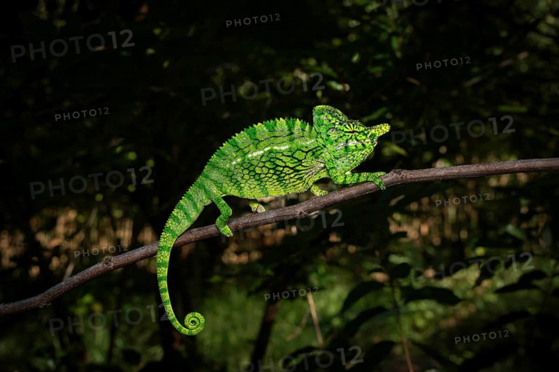 A male chameleon of the genus Furcifer labordi in the dry forests of Kirindy Forest in western Madagascar