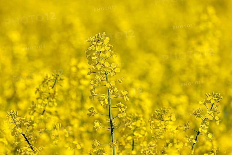 Yellow flowers of rapeseed field, oilseed rape, canola (Brassica napus subsp. napus) flowering in spring, used for oil production and animal feed