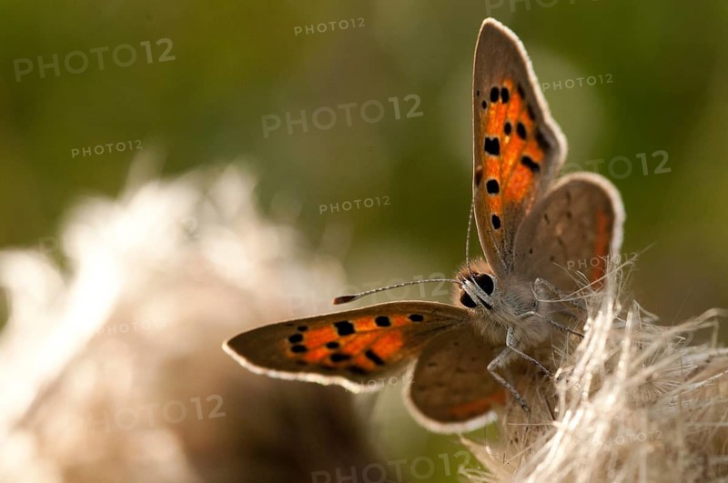 Moth, small moth, Lycaena phlaeas, small copper, butterfly, insects, butterfly, butterflies