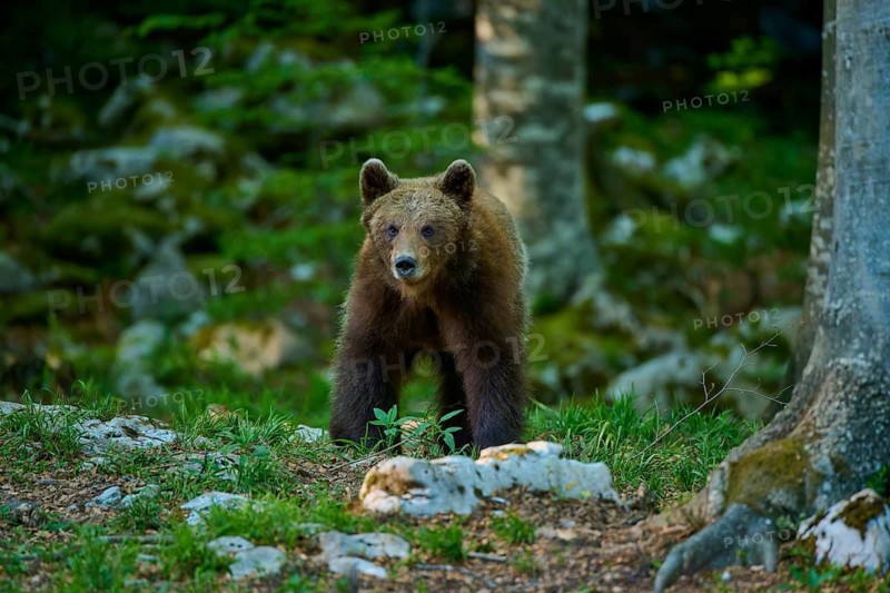 A brown bear stands alert on rocky ground in the forest, European brown bear (Ursus arctos), Slovenia
