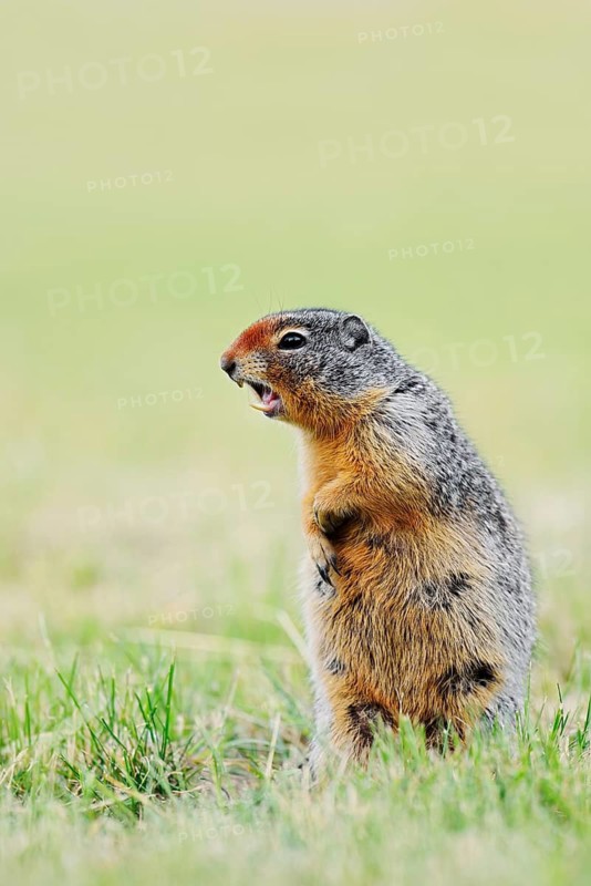 Columbia ground squirrel (Urocitellus columbianus, Spermophilus columbianus) standing upright in a meadow and calling, Waterton Lakes National Park, Alberta, Canada